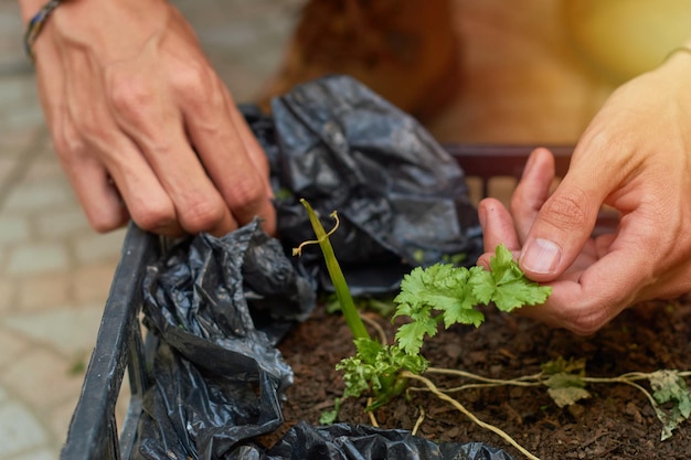 Manos de joven cultivando cilantro en jardín urbano