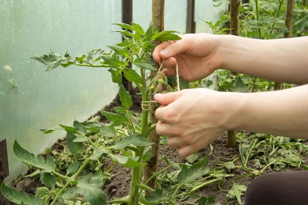 Las manos de un joven están atadas con un cordel de cáñamo, una plántula de tomate a un palo de madera