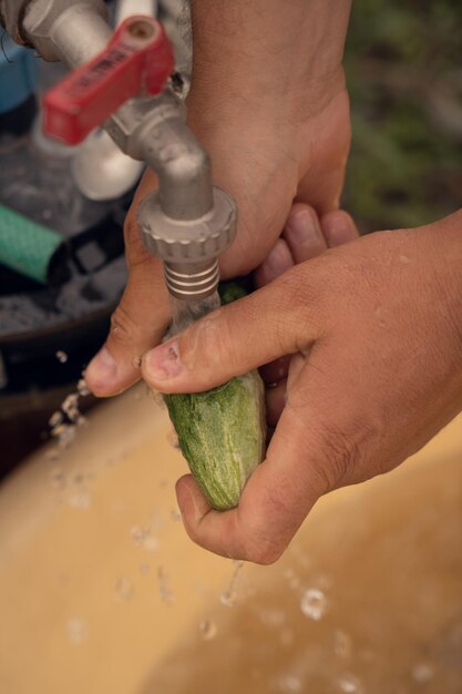 Las manos lavan el pepino debajo del grifo