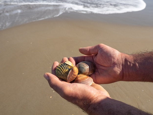 Manos masculinas con conchas marinas sobre arena clara. Concepto de playa natural.