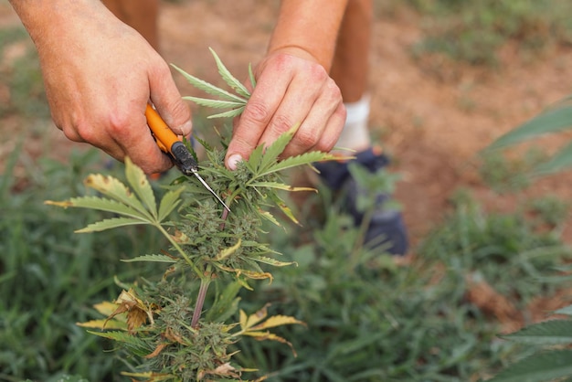 Manos masculinas cosechando cultivos de malezas cortando capullos de plantas de cannabis cepa de crecimiento corto de cerca