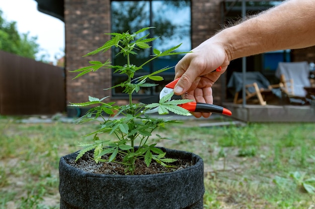 Manos masculinas con una herramienta de jardinería podan un pequeño arbusto de cáñamo en una olla una planta casera Cultivo de marihuana en casa en su jardín personal