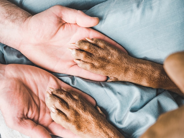 Manos masculinas y patas de un cachorro