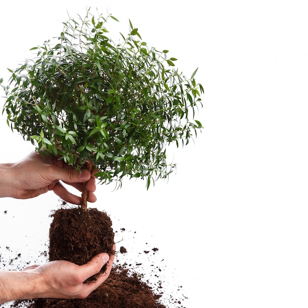 Manos masculinas y pequeño árbol verde