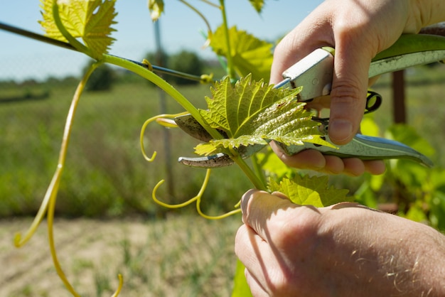 Manos masculinas con poda poda de vid en el jardín de primavera está trabajando con arbusto de uvas