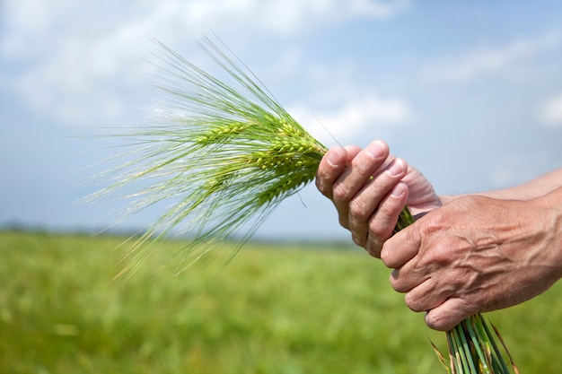 Manos masculinas que sostienen las espiguillas en campo de trigo en tiempo de cosecha