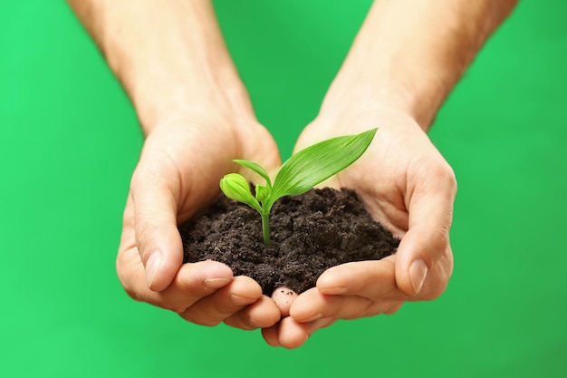 Manos masculinas que sostienen la planta y el suelo sobre fondo verde