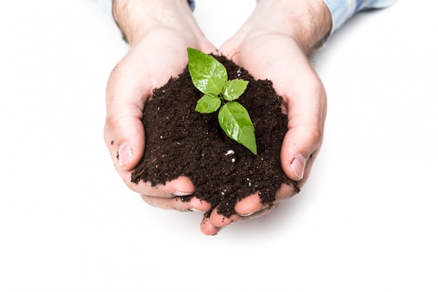 Manos masculinas que sostienen el suelo y la planta, primer plano