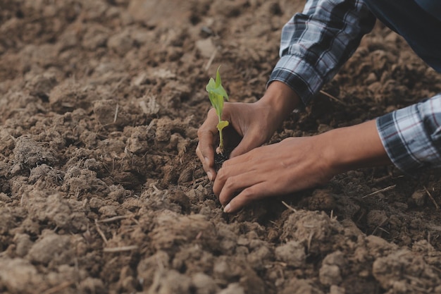 Manos masculinas que tocan el suelo en el campo Un agricultor comprueba la calidad del suelo antes de sembrar Concepto de agricultura, jardinería o ecología