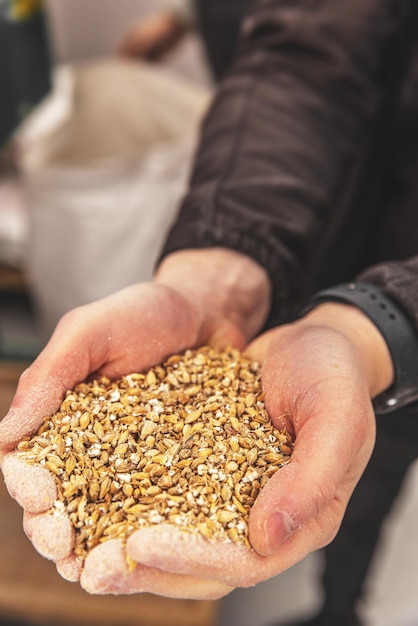 Manos masculinas sosteniendo grano de cebada