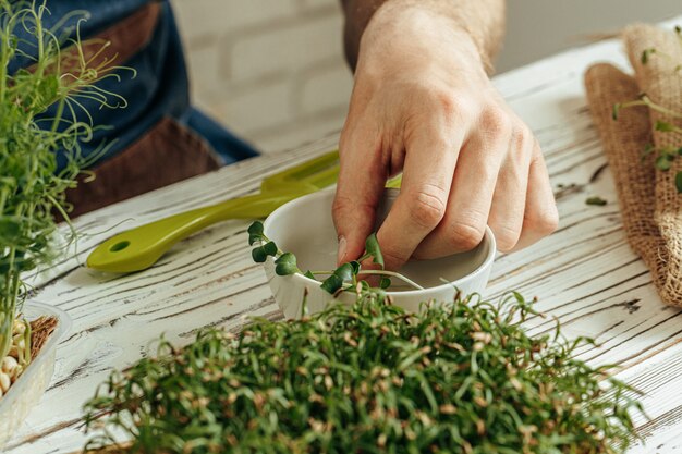 Manos masculinas sosteniendo micro brotes verdes, de cerca