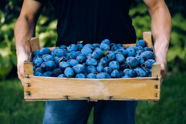 manos masculinas sostienen una caja de madera con una cosecha de ciruelas, jardinería, alimentos orgánicos