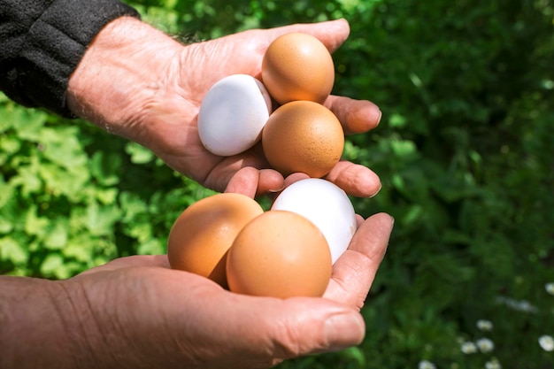 Las manos masculinas sostienen la vida de los huevos de gallina en un enfoque selectivo de granja avícola