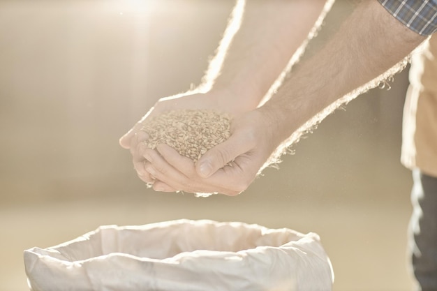Manos masculinas vertiendo cultivos de trigo en una bolsa de arpillera