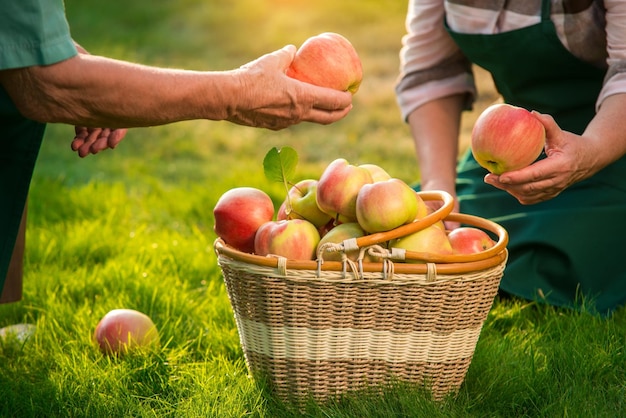 Manos mayores sosteniendo canasta de manzanas de frutas en jardinería de césped como negocio basado en el hogar