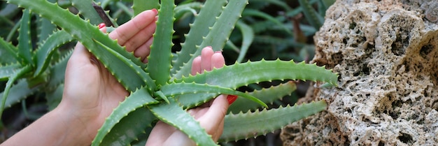 Manos de mujer en arbusto de aloe verde en el jardín