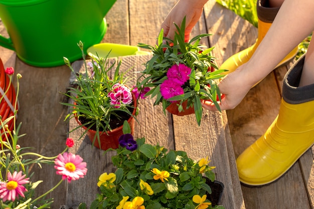 Las manos de una mujer con botas amarillas sostienen una maceta con una flor de clavel, al lado hay macetas de flores para plántulas en el jardín. De cerca