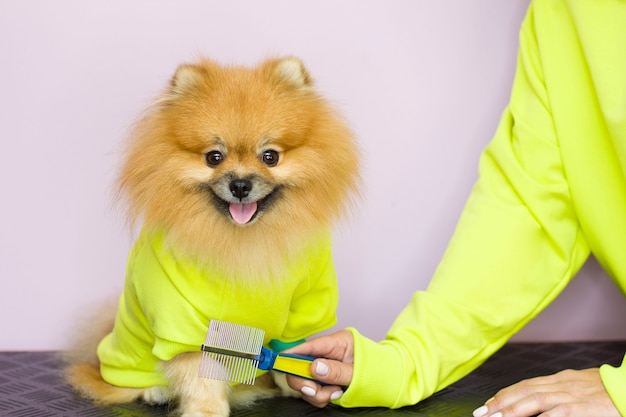 Foto en manos de una mujer, un cepillo para peinar perros sobre un fondo rosa. el perro y el dueño tienen la misma ropa amarilla. mirada familiar. el noviazgo. pomeranio