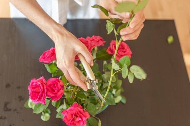 Foto las manos de la mujer cortando una rosa