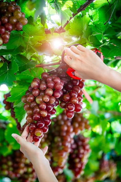 Manos de mujer cortando uvas rojas de la vid durante la cosecha de vino