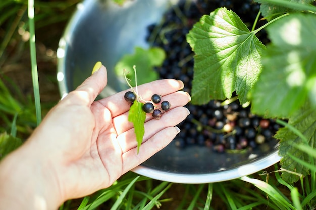 Manos de una mujer cosechando bayas Grosellas negras orgánicas recién recolectadas en un tazón en el jardín de la casa cosecha de arbustos de berryxA