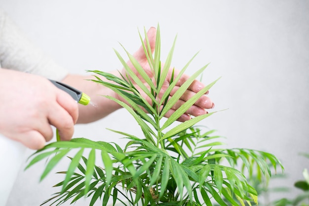 Las manos de una mujer están alimentando una flor en una maceta Vista horizontal