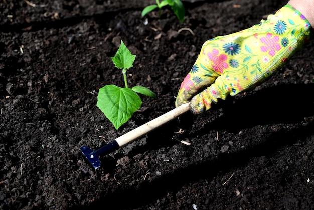 Las manos de una mujer en guantes están trasplantando plántulas de pepinos tomates de una olla al trabajo de primavera en el jardín el concepto de ecoproductos