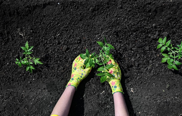 Las manos de una mujer en guantes están trasplantando plántulas de pepinos tomates de una olla al trabajo de primavera en el jardín el concepto de ecoproductos