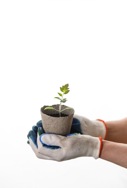 Manos de mujer en guantes con plántulas de tomate en maceta de basura ecológica autodegradable cero sobre fondo blanco aislado