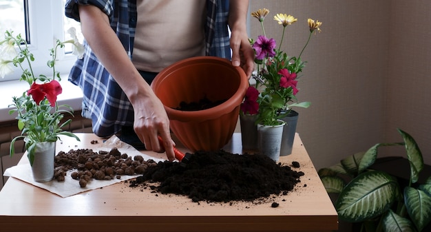 Las manos de una mujer jardinera en una camisa a cuadros plantar flores en una maceta