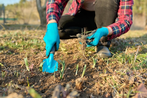 Manos de mujer de jardinería de primavera estacional con herramientas en un lecho de flores con flores que brotan