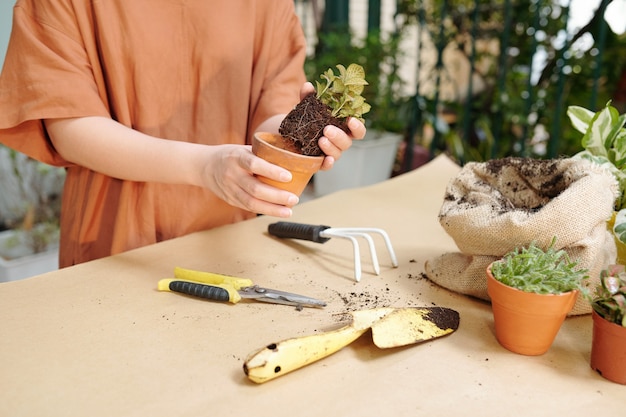 Manos de mujer joven plantar flores en macetas en la mesa en su patio trasero