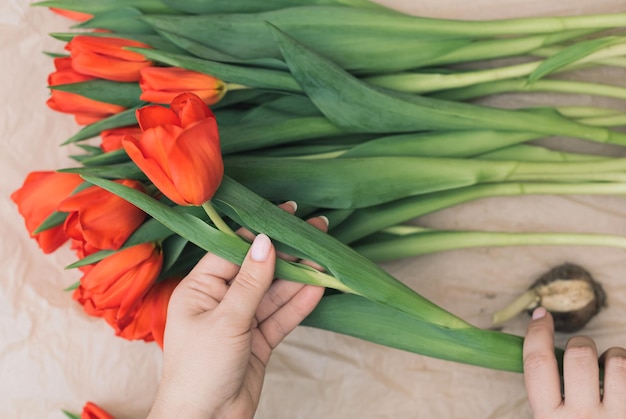 Manos de mujer joven sosteniendo un tulipán rojo brillante preparándolo para cortar bulbos y poner en un jarrón o componer un ramo Escena de vacaciones de primavera con enfoque selectivo El trabajo del concepto de cultivo de floristería