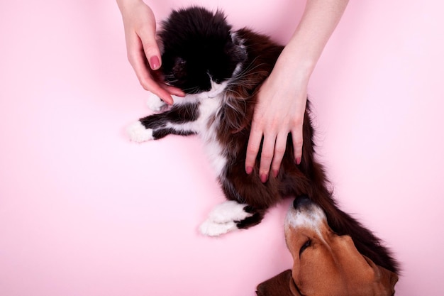 Las manos de la mujer con la manicura sostienen el gato blanco y negro el beagle tricolor mirando al gatito