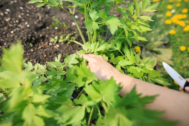 Manos de mujer mayor cortando un poco de primavera, apio fresco en su enorme jardín