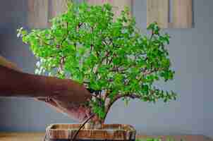 Foto las manos de una mujer negra podar una planta suculenta portulacaria afra o planta de jade en un estilo bonsai