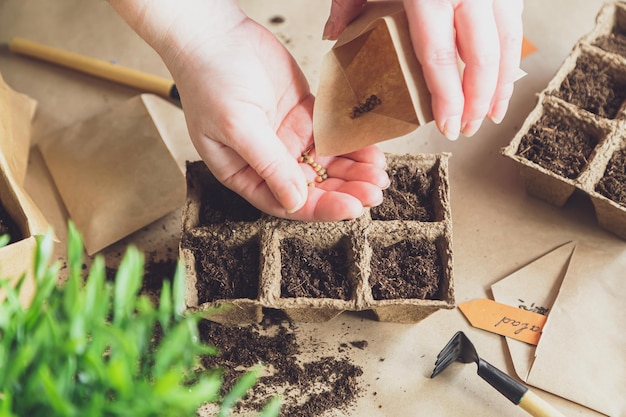 Manos de mujer plantan semillas en casa Hobbies de jardinería y vida agraria durante el encierro El concepto de economía ecológica y vegetal Día de la Tierra