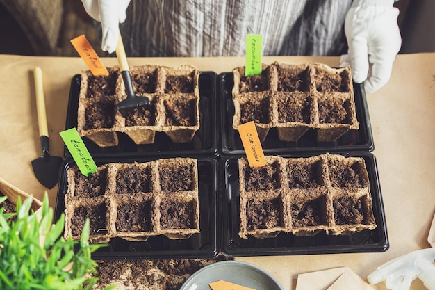 Manos de mujer plantan semillas en casa Hobbies de jardinería y vida agraria durante el encierro El concepto de economía ecológica y vegetal Día de la Tierra