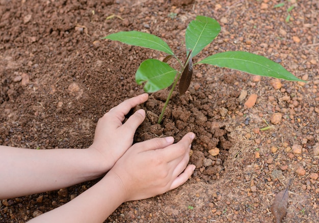 Manos de mujer plantando el arbol joven