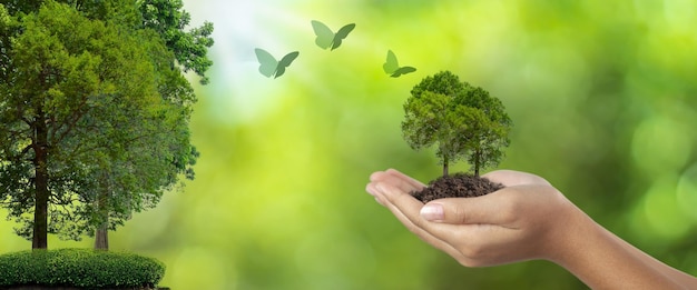 Manos de mujer plantando árboles y mariposas volando cerca del concepto ambiental mundial.