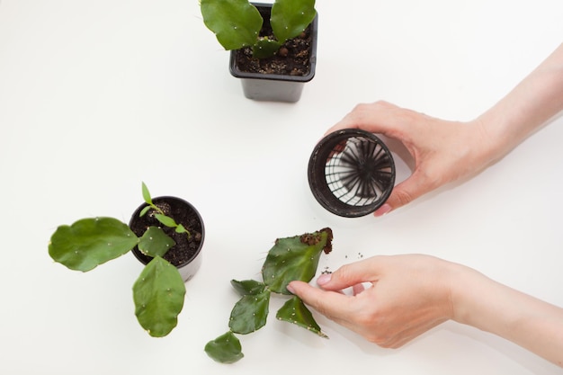 Manos de mujer plantando cactus en mesa blanca Primer plano brazos femeninos con maceta de plástico pequeña