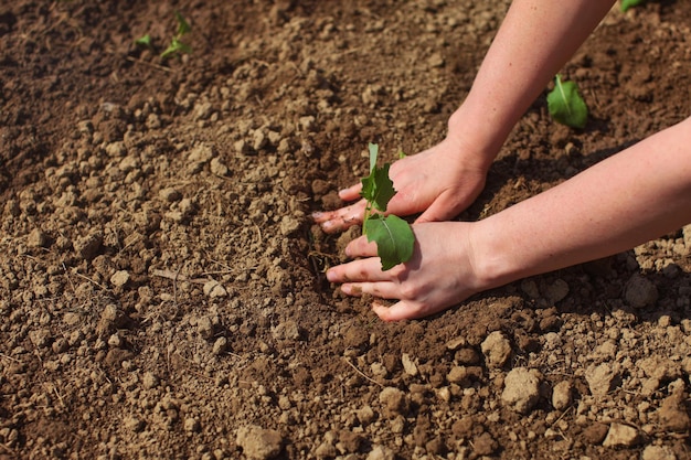 Manos de mujer plantando plántulas verdes en el suelo. Jardinería de primavera.
