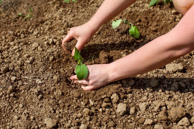 Manos de mujer plantando plántulas verdes en el suelo.