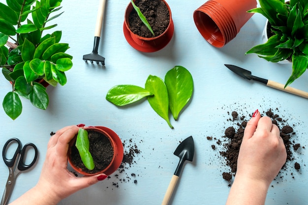 Manos de mujer prepara la planta para plantar sobre fondo azul.