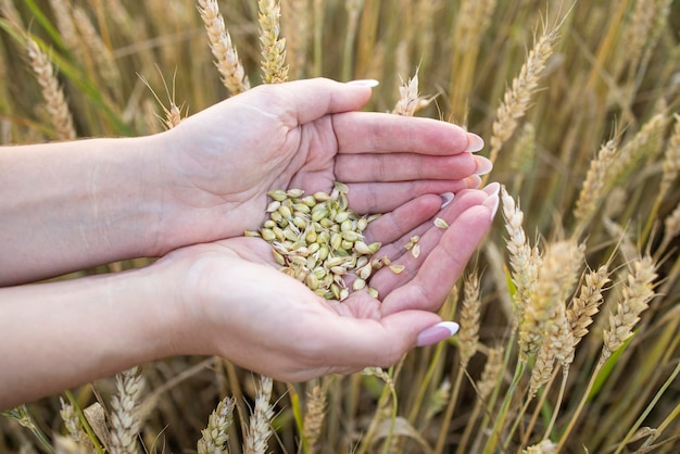 Las manos de una mujer de primer plano sostienen un puñado de granos de centeno de trigo en un campo de centeno de trigo Una mano de mujer sostiene granos maduros de cereales en un fondo borroso del campo de grano Vista desde arriba Concepto de cosecha