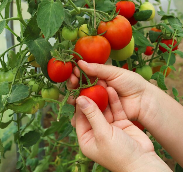 Las manos de la mujer recogen tomates orgánicos frescos en su jardín en un día soleado Un agricultor recogiendo tomates