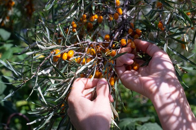 Foto manos de mujer recogiendo espino amarillo en el jardín