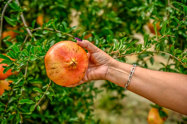 Manos de mujer recogiendo la fruta de la granada