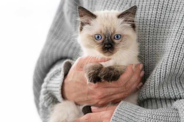 Manos de mujer sosteniendo adorable gatito Ragdoll mirando a la cámara. Lindo gatito con hermosos ojos azules en casa con dueño