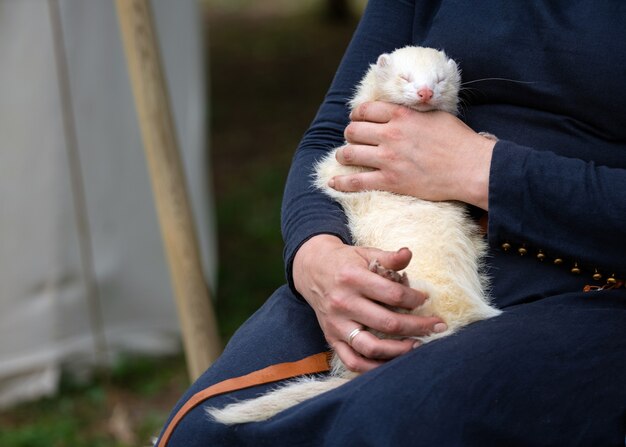 Manos de mujer sosteniendo adorable hurón blanco al aire libre.